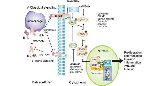 IL-6 leads to the activation of JAK/STAT3