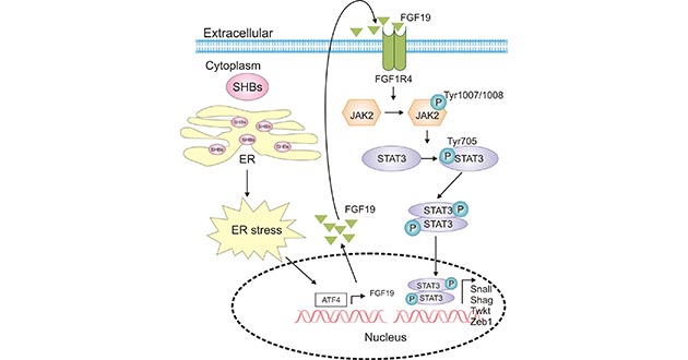 SHBs promotes activation of JAK2/STAT3 signaling