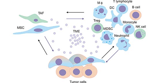 The tumor microenvironment