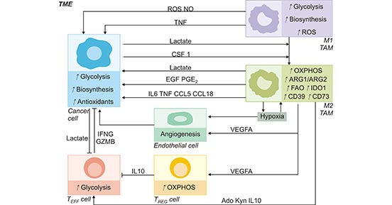 TAMs metabolism in the tumor microenvironment