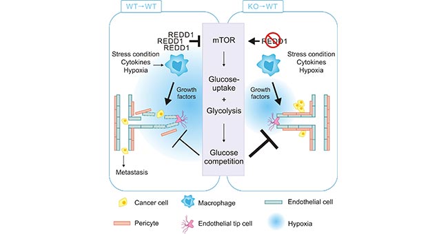 REDD1-deficient TAMs enhance glycolysis via activating mTOR pathway