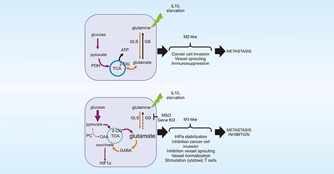 GLUL promotes the M2 polarization of TAMs