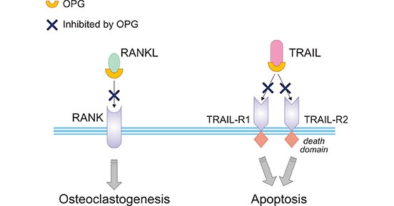 Comparison between the effects of OPG on RANKL and TRAIL