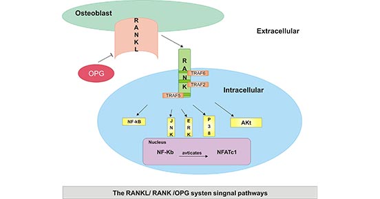 Mechanism of Action of OPG/RANKL/RANK Biological Activities