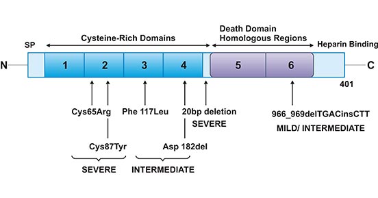 OPG mutations in Juvenile Paget's disease