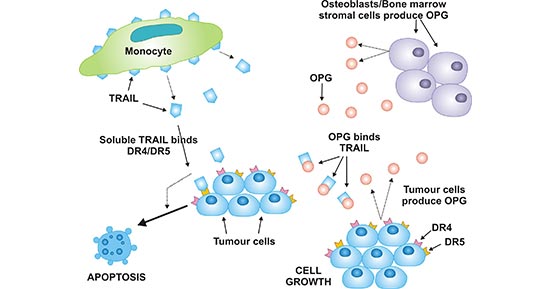 The proposed role of OPG in tumor cell survival