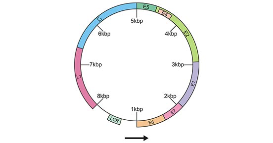 Schematic representation of the circular HPV DNA gene