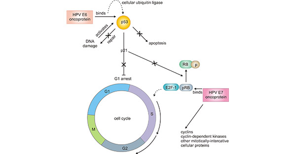 Pathogenesis of oncogenic HPV