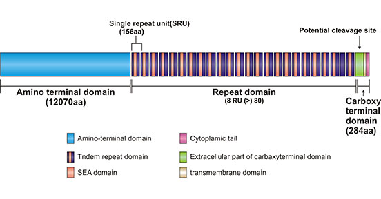 MUC16 (CA125): a Promising Predictive Marker and Therapeutic Target in Cancer