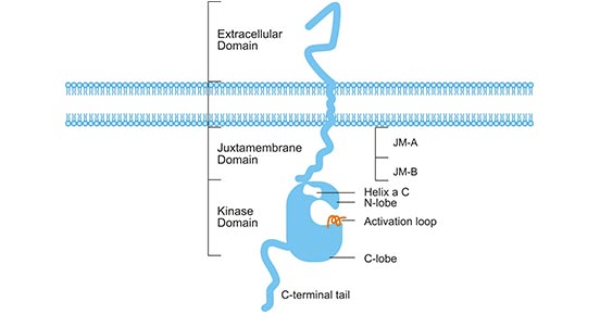 Structure of ERBB3 receptor