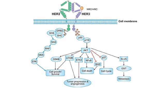 ERBB3/ERBB2 heterodimer activates downstream signaling pathways