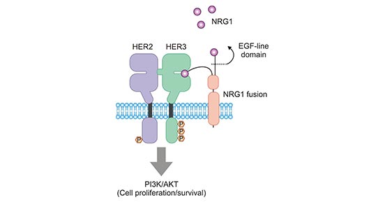 ERBB3/ERBB2 (HER3/HER2) stimulates tumor cell proliferation and survival