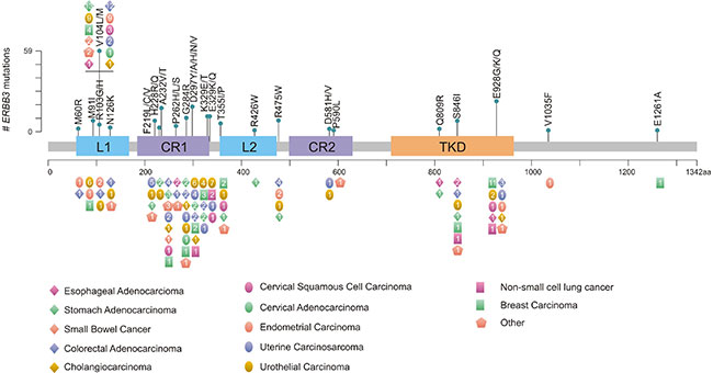 The hotspot mutation sites on ERBB3 protein sequence