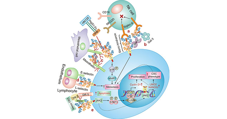 ERBB3/ERBB2 heterodimer activates downstream signaling pathways