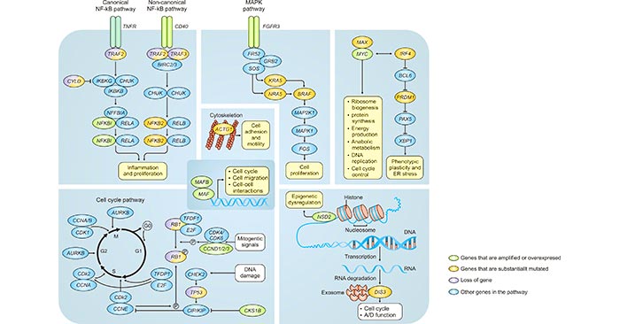 The Signaling Pathways Affected in Multiple Myeloma