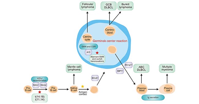 Lymphomas arise at different stages of B-cell differentiation