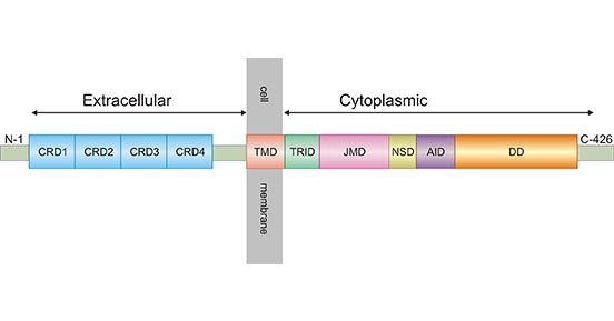 TNFR1: A Multifaceted Molecule in Cancer, Another Promising Therapeutic Target for COVID-19