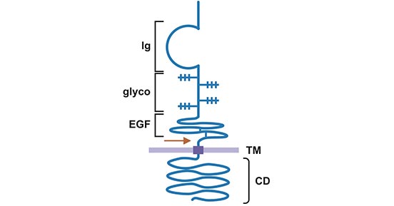 NRG1: an Intriguing Therapeutic Target in Diseases