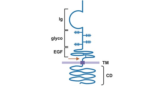 Schematic diagram of NRG1 protein structure