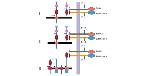 Different subtypes of NRG1 binding to receptors