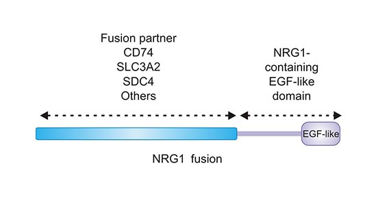 NRG1 fusions retain the EGF-like domain of NRG1