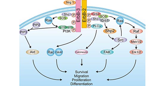 NRG1 binding to ERBB3/ERBB2 activates downstream pathways