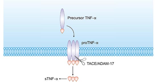 Schematic diagram for TNFR1 structure