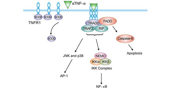 TNFR1-sTNF-α signaling pathway