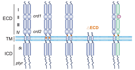 HER2 structure