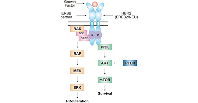 HER2-mediated signal transduction pathway