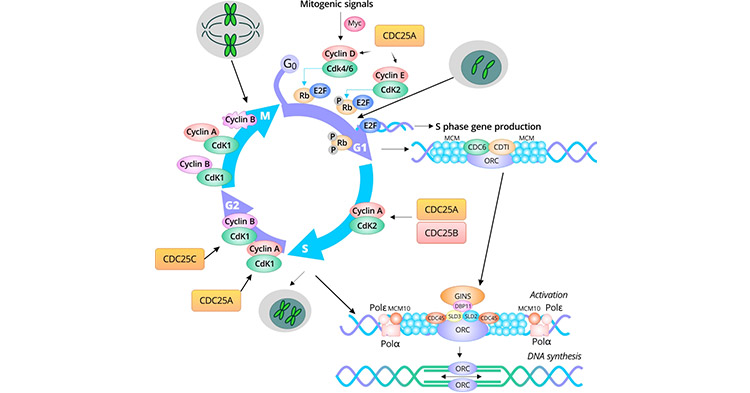 Cell cycle markers at each phase of the cell cycle