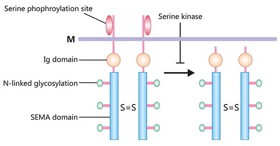 Schematic structure of SEMA4D protein