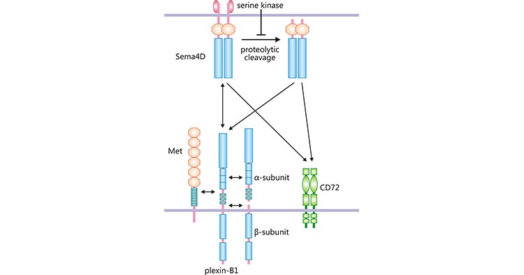 SEMA4D binds to different receptors