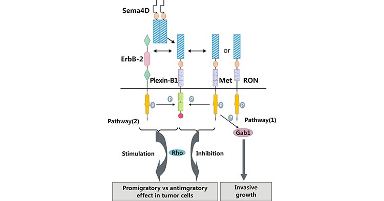 SEMA4D/Plexin-B1 activates downstream pathways