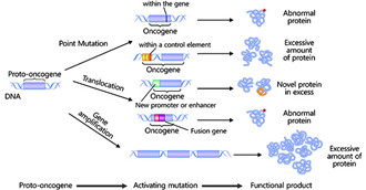 Oncogenes and Cancer