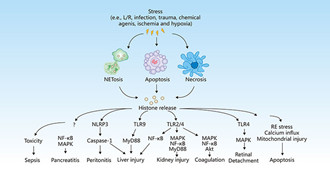 What Are Histones: Unraveling Their Critical Roles in Disease Pathogenesis