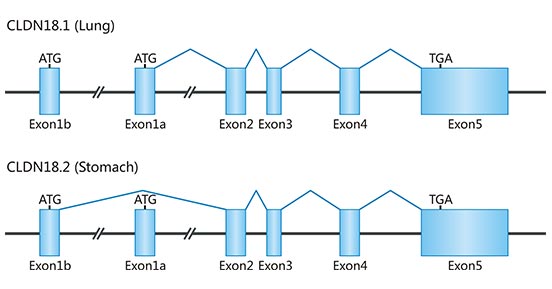 Gene structure of CLDN18