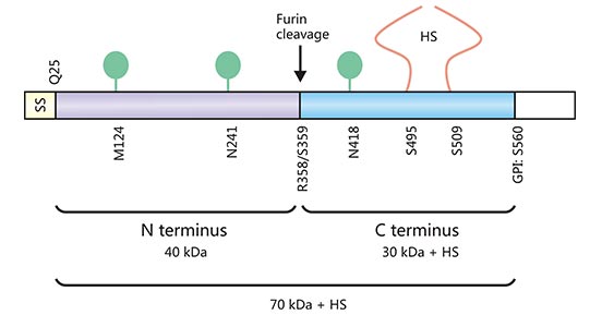 GPC3 structure