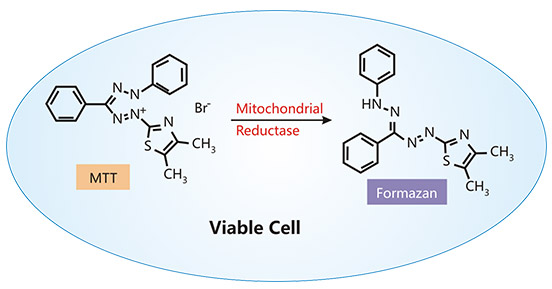 The measurement of cell viability through MTT assay