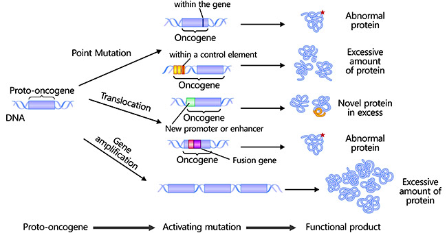 The mechanisms of proto-oncogenes conversion into oncogenes