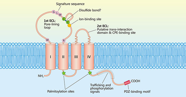 Model of claudin protein