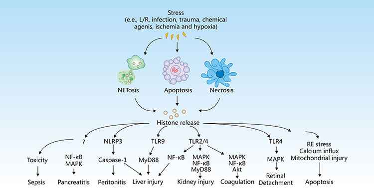 Release and activity of histones in response to stress