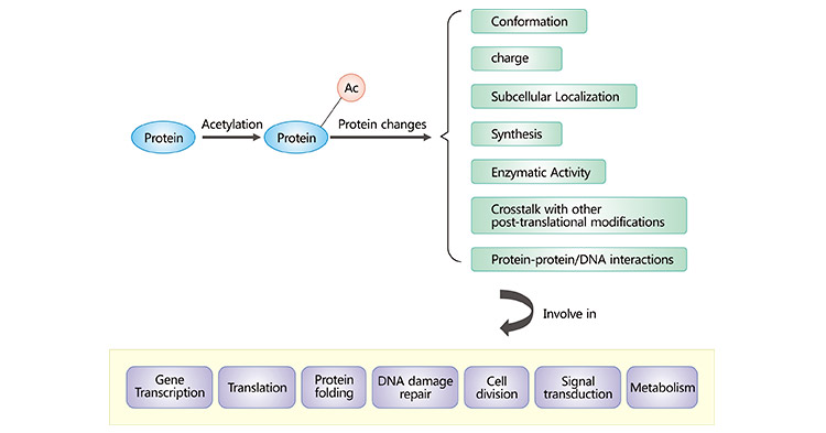 The roles of protein acetylation in eukaryotic cells