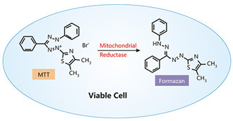 The Overview of Cell Viability