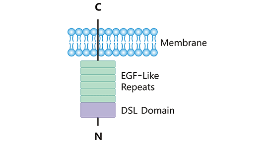 DLL3: A New Molecular Target in Cancer