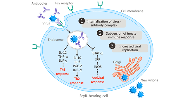 Enhancement on FcγR- beraing cells