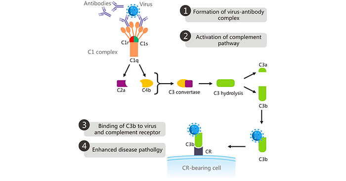 Enhancement on CR- beraing cells