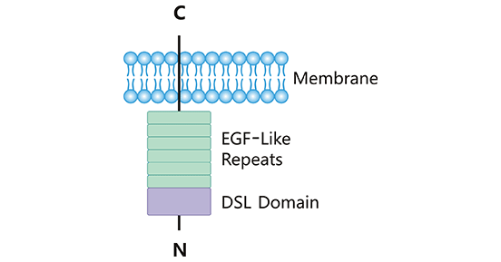 The structure of DLL3