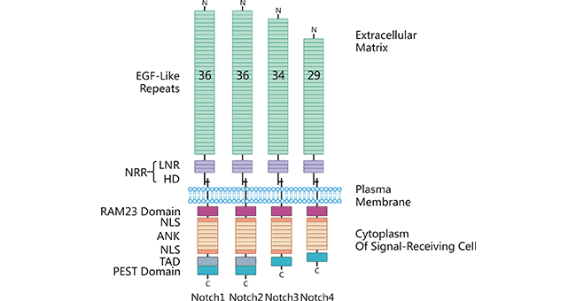The structure of receptor Notch 1-4
