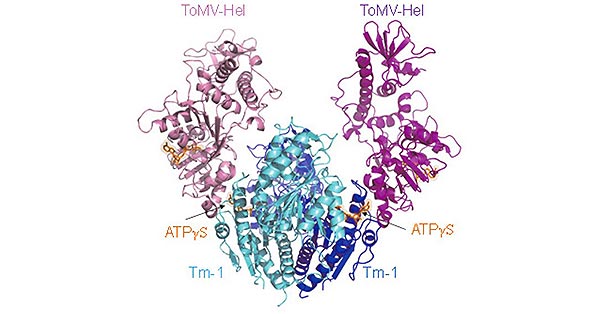 Crystal structure of the ToMV-Hel and Tm-1 (431) complex